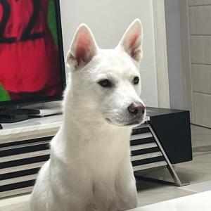 (찾았습니다) 강아지(진돗개) 실종