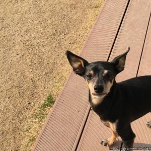 울산 노견 미니핀 찾습니다~!!!!