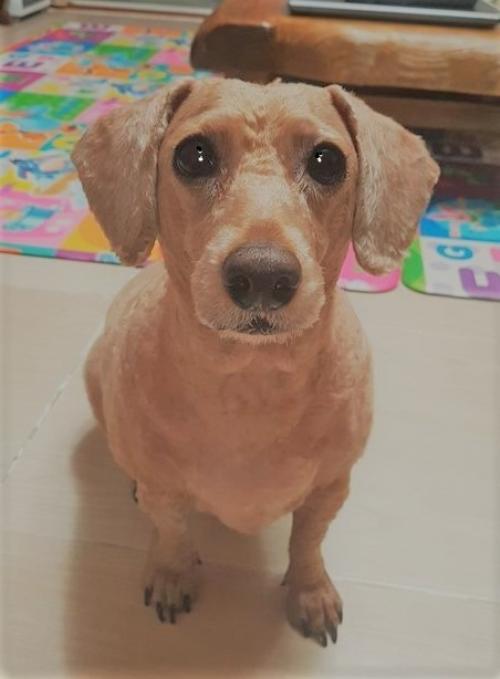 푸들 남아분양합니다.