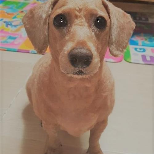 푸들 남아분양합니다.