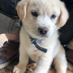 고양시 원당 솔벗 새끼 강아지 (파란색목줄) 찾아요