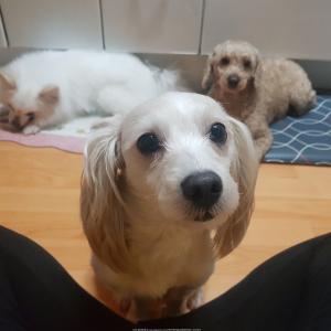 또또를 찾습니다(믹스견)