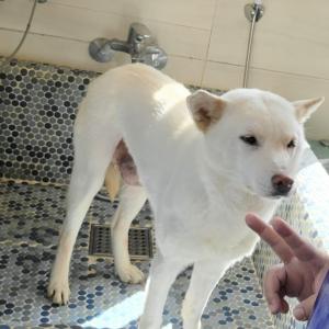 강아지 찾습니다.