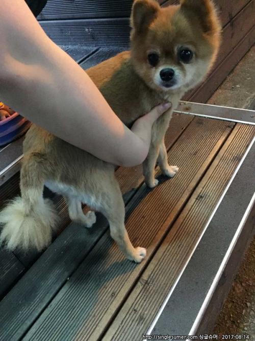 동대문구 이문동(외대역) 포메, 곰돌이컷,