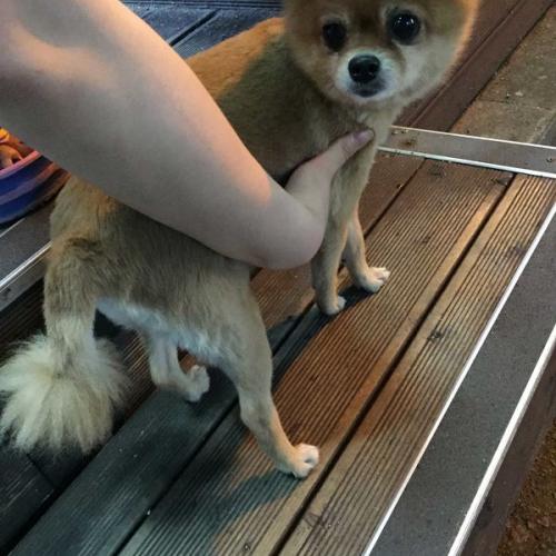 동대문구 이문동(외대역) 포메, 곰돌이컷,