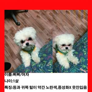 강아지 찾아요
