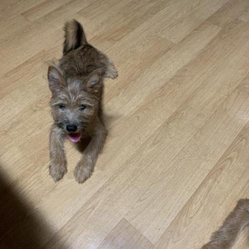 요크셔테리어,시바견 (믹스견) 분양합니다!! 연락주세요ㅜㅜ