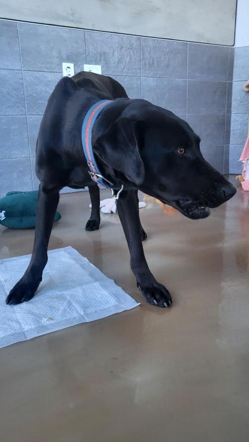 서귀포 서호동 제남보육원사거리