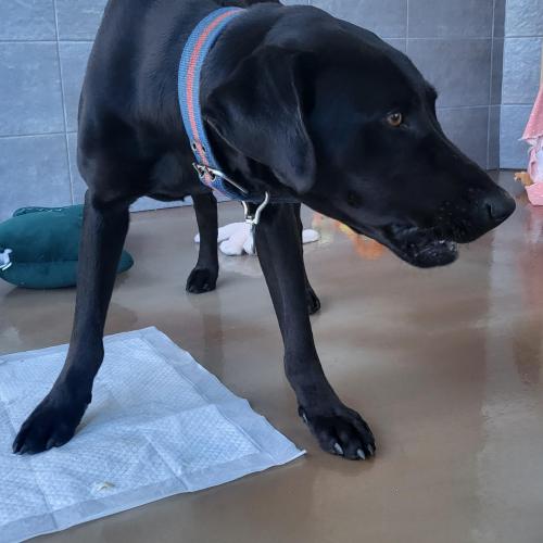 서귀포 서호동 제남보육원사거리