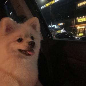 포메라니안 분양합니다.