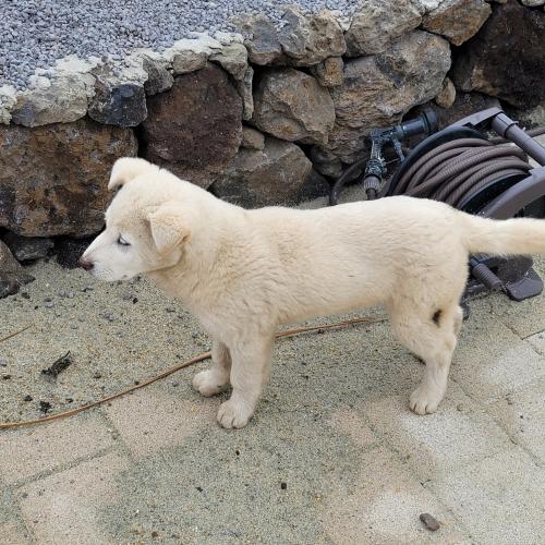 하얀 강아지 보호중입니다. -  곽지 쪽