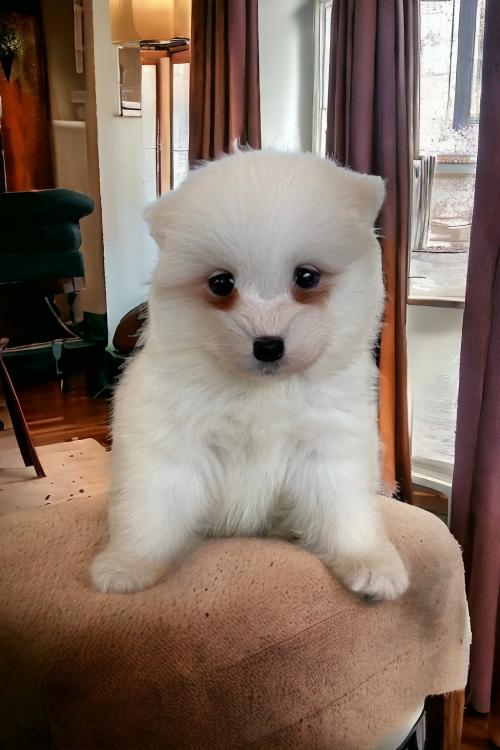 2개월 사모예드 분양드립니다