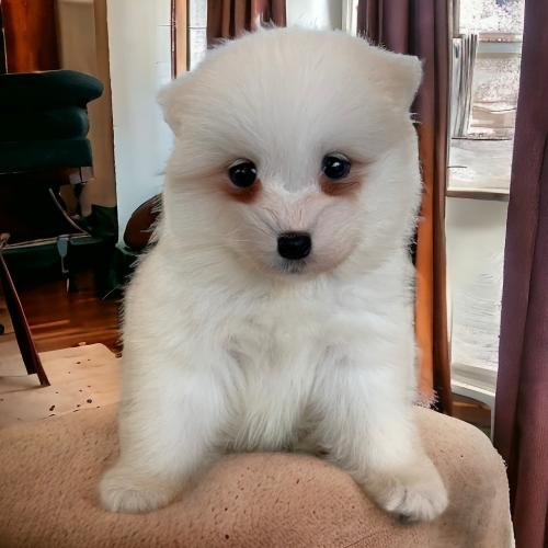 2개월 사모예드 분양드립니다