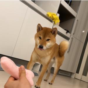 시바견 영등포구에서 잃어버렸습니다. 도와주세요