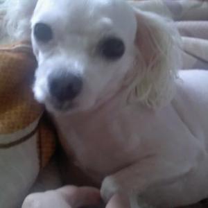 강아지찾습니다