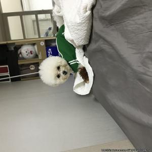 강아지 두부 찾습니다 사례드려요