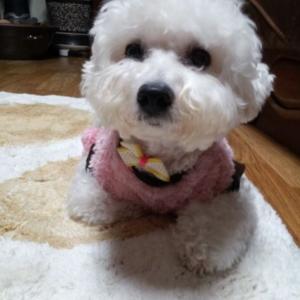 비숑프리제 슈나우져 찾아요