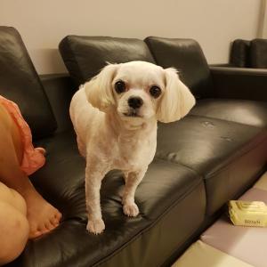 말티즈를 찾습니다