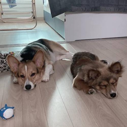 의정부 시내 (맥도날드 근처) 에서 하네스만 하고있던 강아지 임보중입니다ㅠㅠ 잃어버리신분 꼭 보셨으면 해요