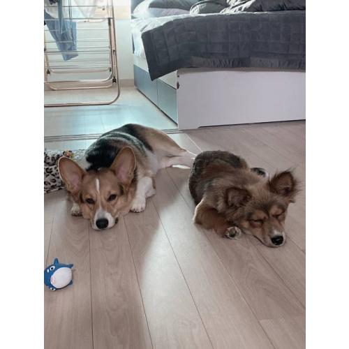 의정부 시내 (맥도날드 근처) 에서 하네스만 하고있던 강아지 임보중입니다ㅠㅠ 잃어버리신분 꼭 보셨으면 해요