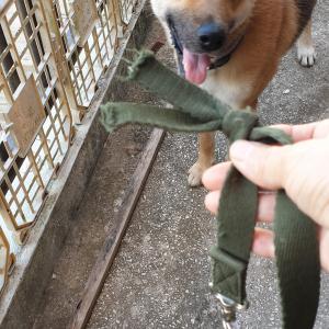 풍산개 찾습니다-5일만에 찾았습니다