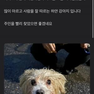 강아지를 찾습니다.