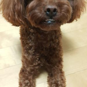 서울 서초 잠원동 갈색 푸들 찾습니다.