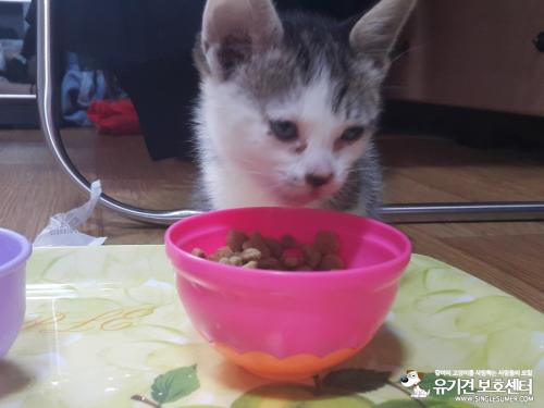 길고양이새끼키우실분찾습니다