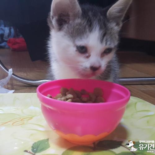 길고양이새끼키우실분찾습니다