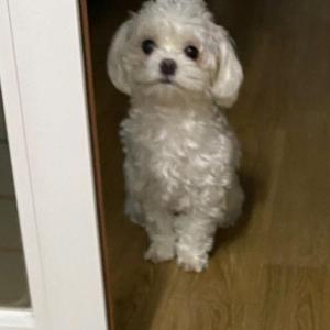 강아지를 읽어버렀어요