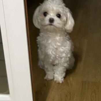 강아지를 읽어버렀어요