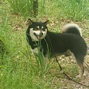 화곡동에서 블랙탄시바견찾습니다.