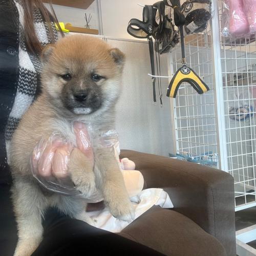 3개월령 시바이누 파양된아이 보호중입니다 사랑으로키워주실분..