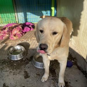 리트리버 찾습니다!!