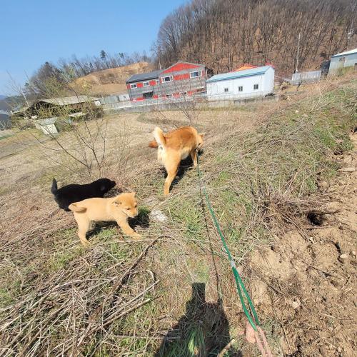 진도믹스견 분양