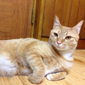 고양이를 찾습니다.