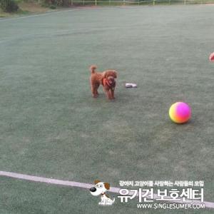 김포장기동 갈색푸들 찾아주세요