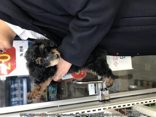 서울중곡역 검정색 새끼푸들