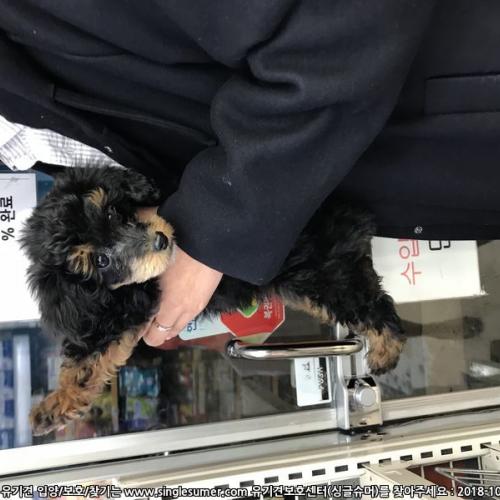 서울중곡역 검정색 새끼푸들