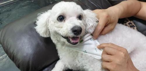 서울 강서구 송정 부근, 비숑(남), 주인 찾습니다.