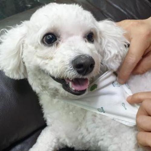 서울 강서구 송정 부근, 비숑(남), 주인 찾습니다.