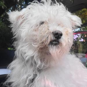 김포에서 말티즈 뚱이를 찾습니다