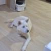 흰색 강아지 보호중입니다