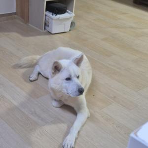 흰색 강아지 보호중입니다