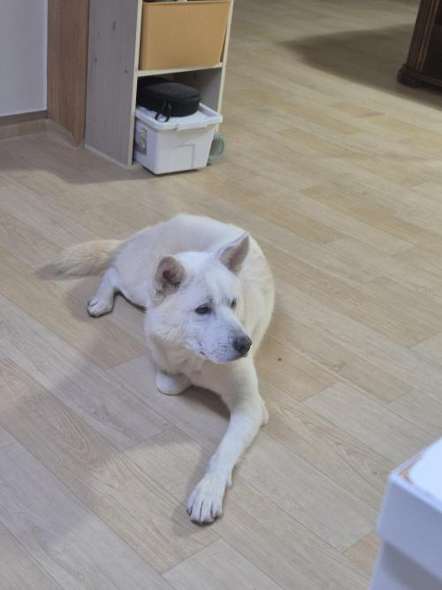 흰색 강아지 보호중입니다