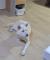 흰색 강아지 보호중입니다