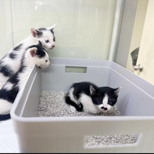 꼬물꼬물 이쁜 코숏 아이들 임시보호중입니다 :) !