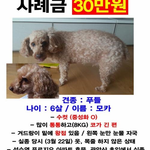 안양석수 갈색푸들 찾습니다ㅠㅠ