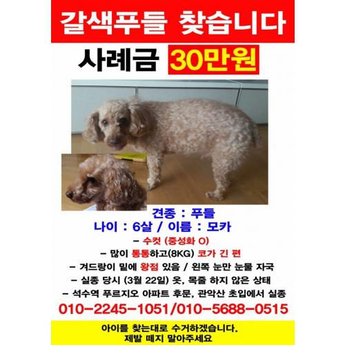 안양석수 갈색푸들 찾습니다ㅠㅠ