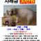 안양석수 갈색푸들 찾습니다ㅠㅠ